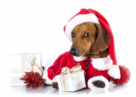 santa dog